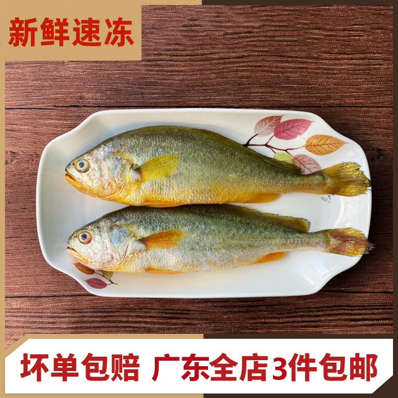 惠来神泉大黄花鱼新鲜冷冻海鱼海鲜水产红口鱼金龙鱼大黄鱼
