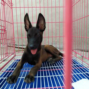 马犬幼犬纯种出售血统马犬 黑红马犬家养纯正 出售纯种马犬健康