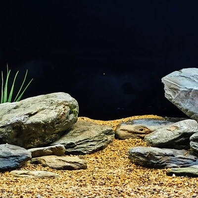 原生溪流缸造景 片岩 溪流石虾虎造景三湖造景鱼缸造景鹅卵石页岩