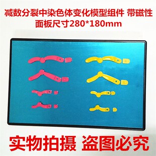 33305减数分裂中染色体变化模型组件 磁性280*180mm 生物教学仪器