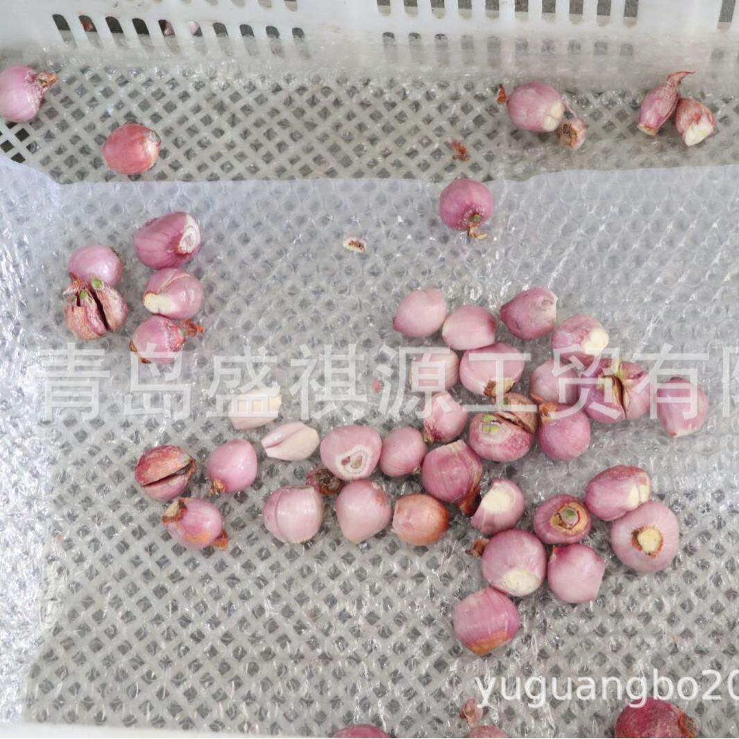 小洋葱 小红葱 双带洋葱切根机