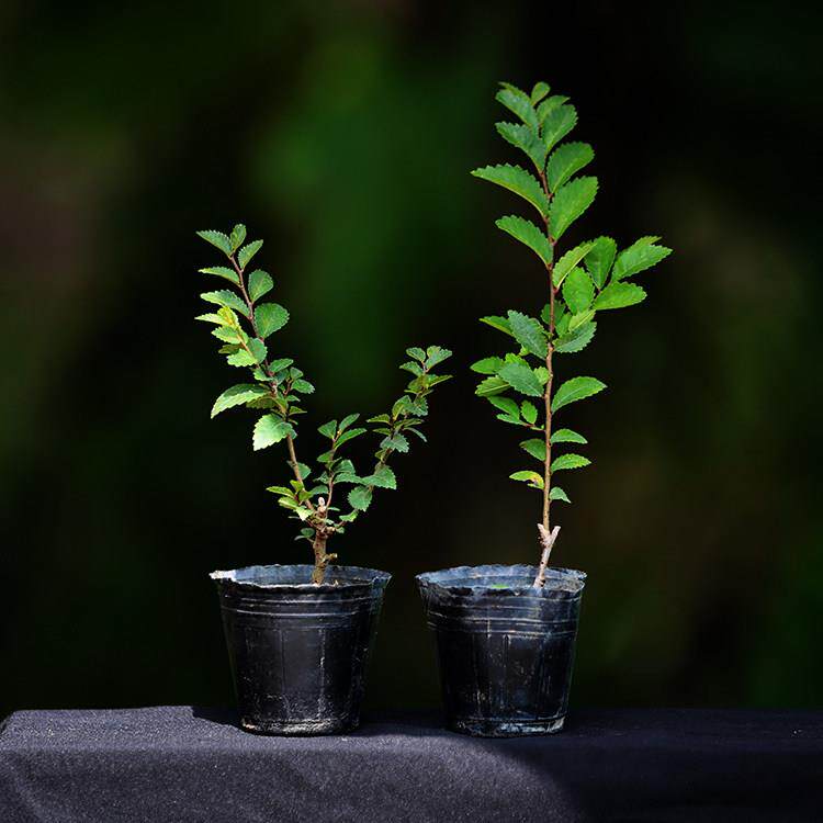 新品稀有日本进口荒皮榆榉扦插苗爆皮榆树小苗素材微型盆景造型苗