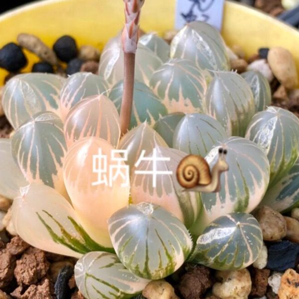 种子蜗牛园艾多肉植物园乐卷的锦12玉露霓虹灯格