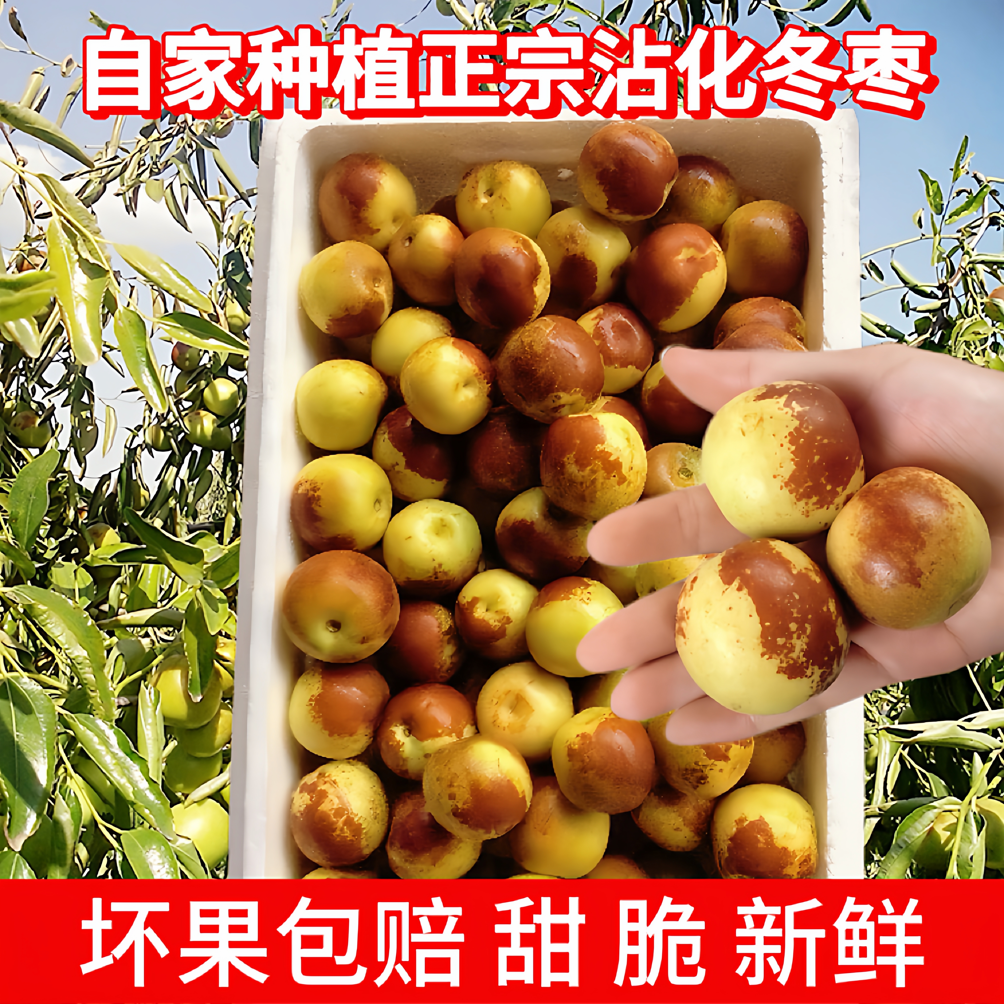 沾化二代冬枣 自家种植 5斤装 山东特产冬枣现货甜脆多汁新鲜水果