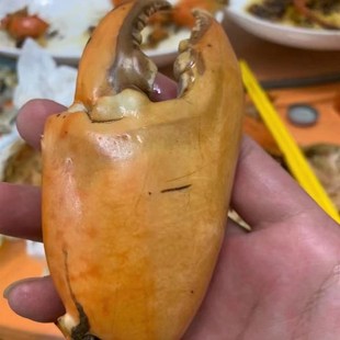 福建东山红鲟膏蟹一只8两左右鲜活螃蟹 活寄活收