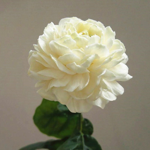 重瓣虎头茉莉花苗大花白茉莉花卉盆H栽浓香花卉绿植带花发货