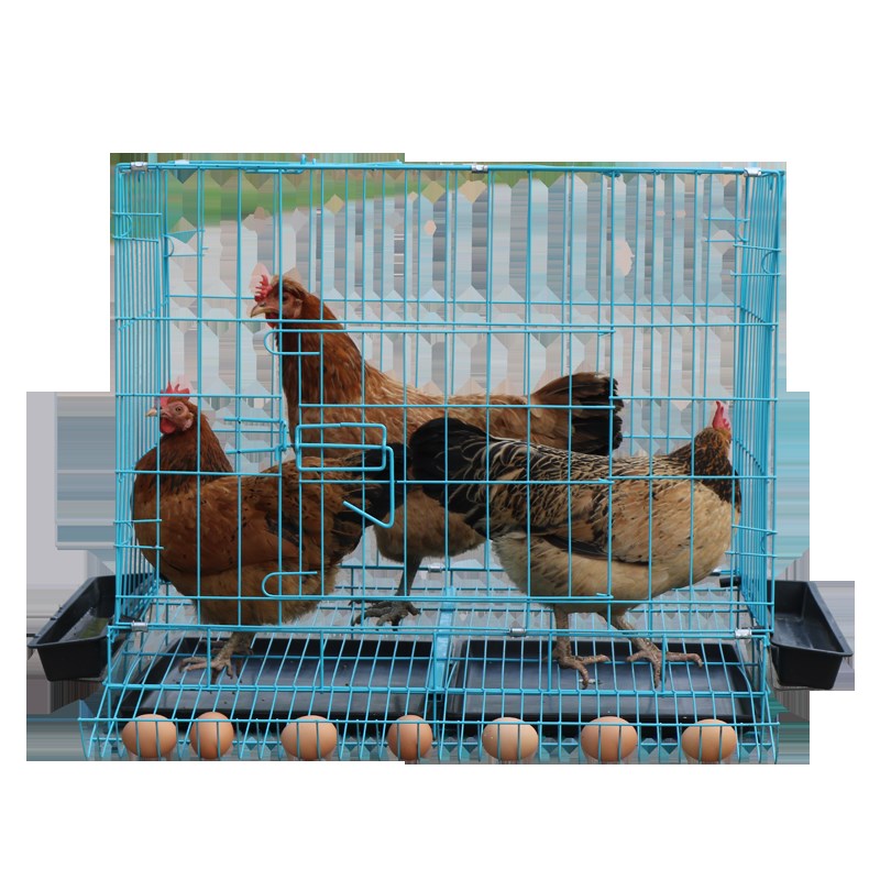 鸡笼子养鸡笼家用小号蛋鸡笼鹌鹑养殖笼自动滚蛋折叠鸡笼子鸡舍