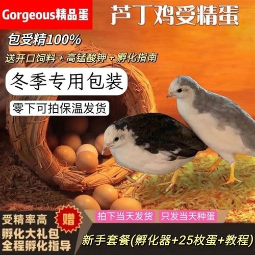 新手孵化套餐芦丁鸡蛋宠物鸡蛋德系受精蛋孵化R迷你孵化蛋儿童礼