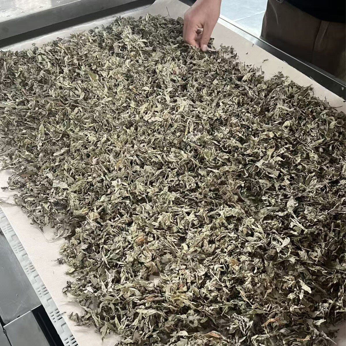 艾叶微波杀菌机低温锁香防霉防虫延长保质期