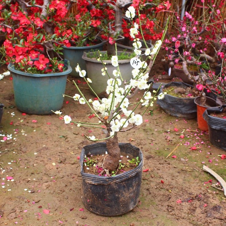 盆景庭院萼梅花室内秋冬种植室外绿四季植物梅耐寒梅原生 绿