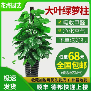大叶绿萝柱盆栽客厅大型绿植室内办公室新家净化空气植物好养易活