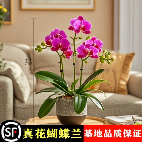 蝴蝶兰盆c栽带花苞兰花苗客厅室内植物花卉四季好养易活旺宅桌面