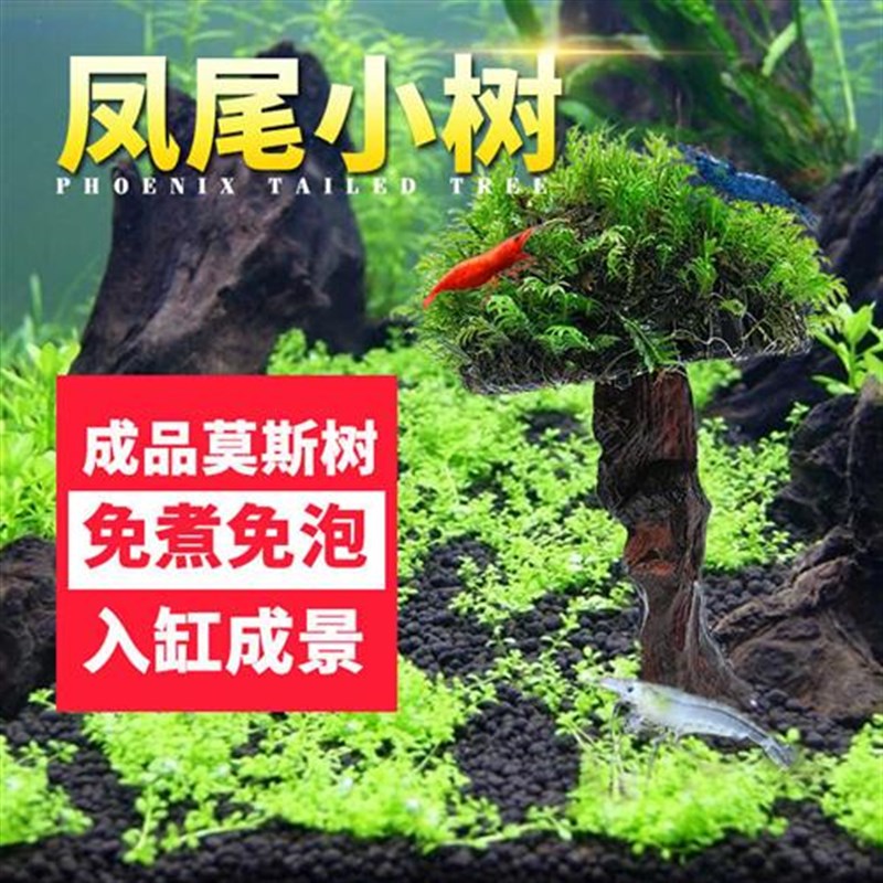 莫斯水草沉木小凤尾成品莫斯树骨架绑好蘑菇头生态水草缸造景套餐