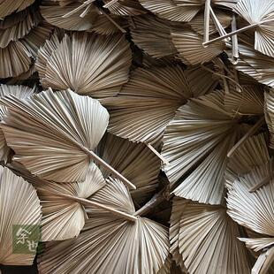 大葵叶棕榈叶蒲葵叶干花干树枝蒲扇叶干结婚庆礼橱窗装饰插花艺墙