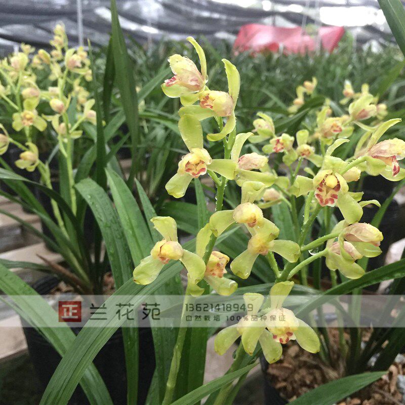 带花苞 包邮建兰 传统名品w 一品梅 梅瓣正格花 建兰八大之一