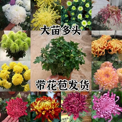 九月大菊菊花苗带花苞室内阳台