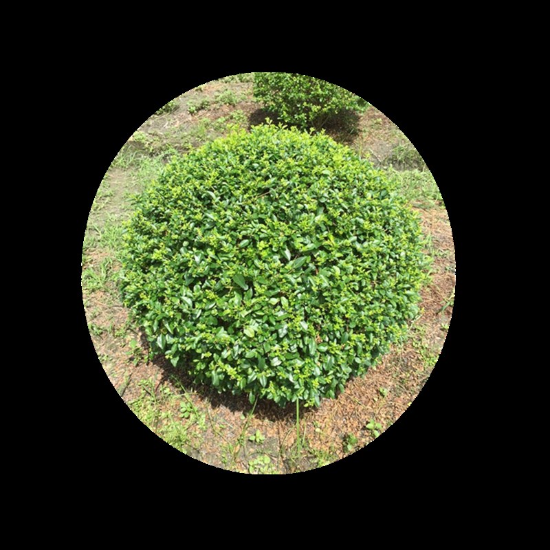 小叶女贞盆景树苗造型树老桩庭院广场花园道路球型佳树木绿化苗木