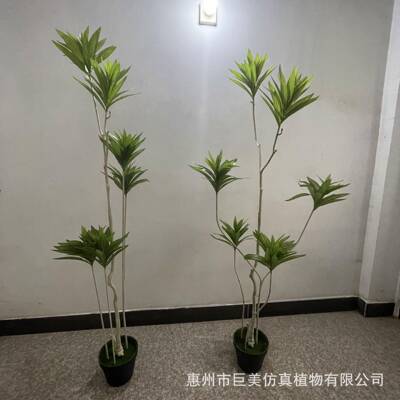 仿绿植百合竹jm231124室装饰造景百合竹物龙血树仿真内龙舌兰植真