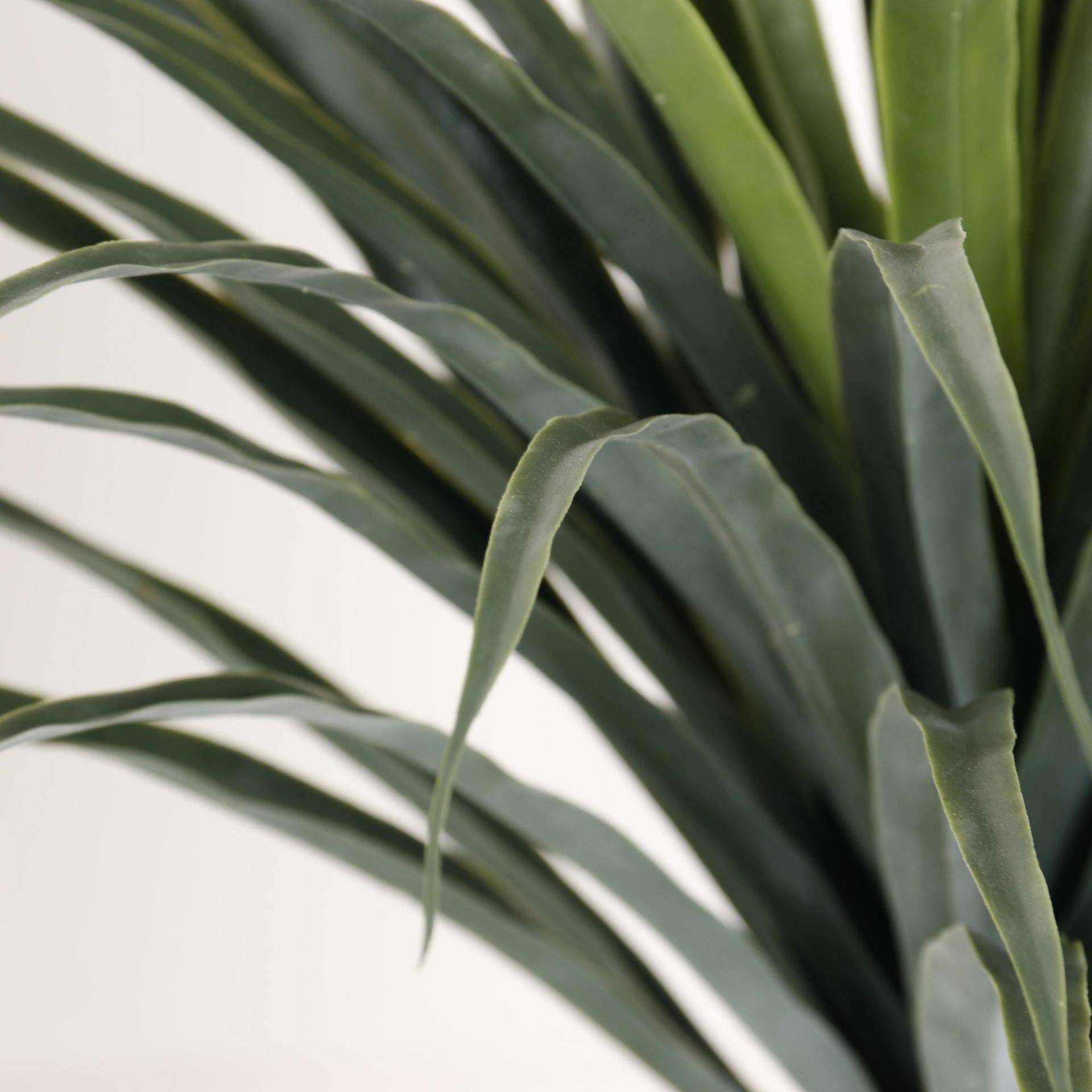 仿真龙血树大型落地假植室盆内客厅装龙血树饰摆件龙舌栽兰假植物