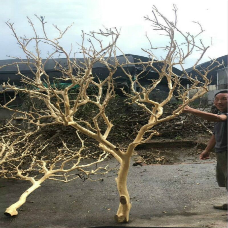 干树枝装饰许愿树原木剥皮造型枯树去皮干树枝摄影道具橱窗摆件婚