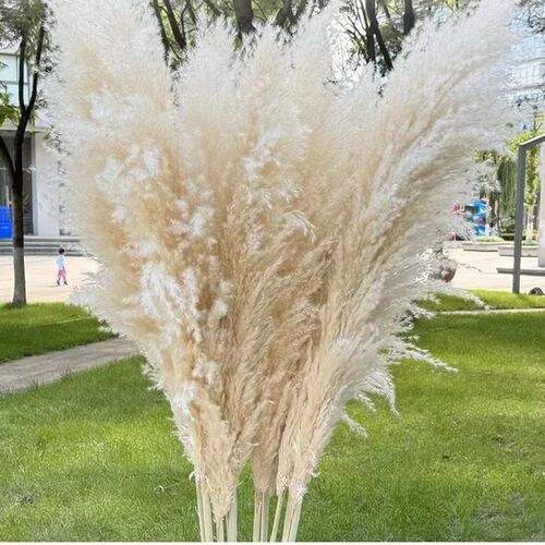 芦苇干花天然大蒲k苇花束网红真花室内摆设装饰ins风婚庆拍摄道具