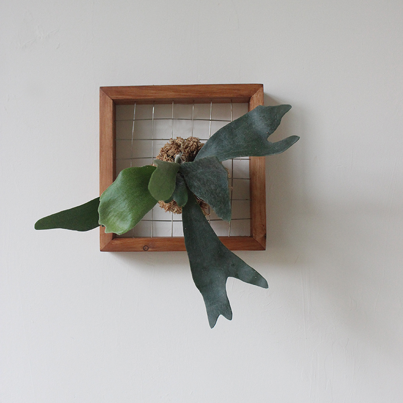 鹿角蕨定植板壁挂实木手工相框蕨类植物花盆挂板植物墙绿植好养护