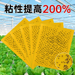 粘虫板黄板双面小飞虫灭杀神器大棚灭苍蝇贴纸果园果蝇蚊子诱捕器