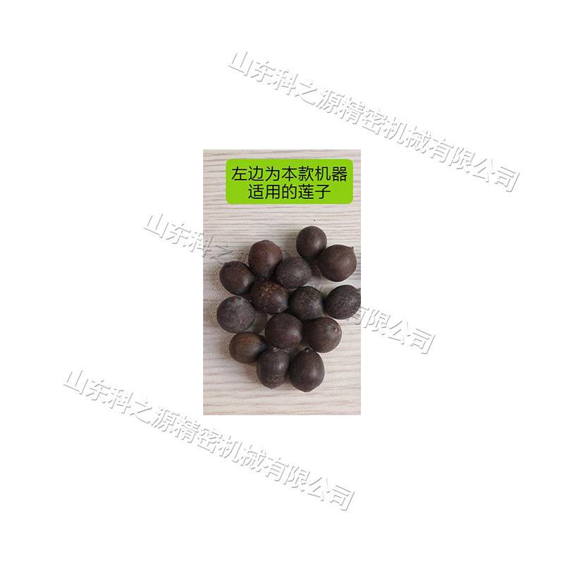 部件旋转使莲子甩出设备 湘莲老莲蓬剥粒机 电动仿手工莲蓬脱粒机