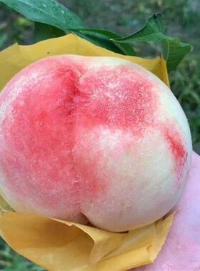 果农桃袋果袋果纸袋桃子套袋果防袋水防REZ虫水防鸟柑育橘袋结实