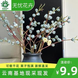 钻石尤加利果大果鲜花可做干干燥花【云南基地直供花材】