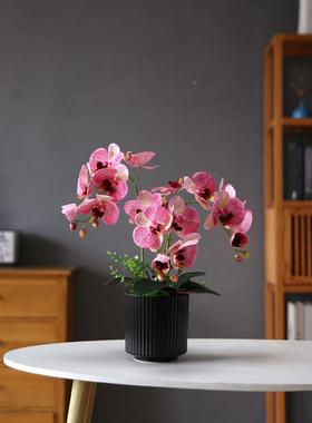 真蝴蝶兰柜轻奢现代家居室花内客厅仿餐厅装饰2023蝴蝶花摆设电视