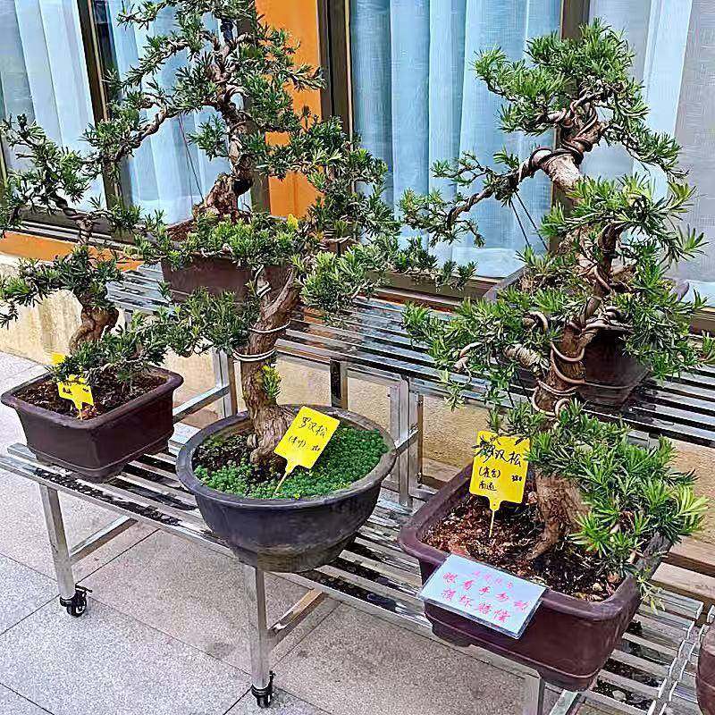 不景锈钢加架宽花盆阳台低价lvlo花架阶梯简式多层多肉花架子约室