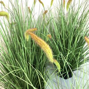 仿真猫尾巴草芦苇草绿植盆栽蒲苇草网红落地家居装饰摆件