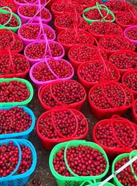 草莓篮水果采塑料杨梅手F9767TSH提红色料鸡摘蛋篮樱桃篮子篮其新