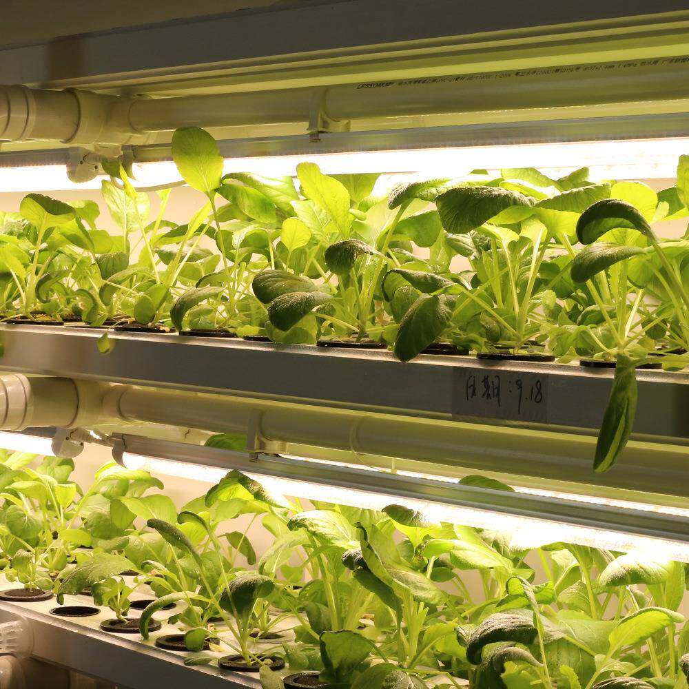 跨境EYP直供0.6米体624株2835植暖光全光谱灯管T8一化植物物生长