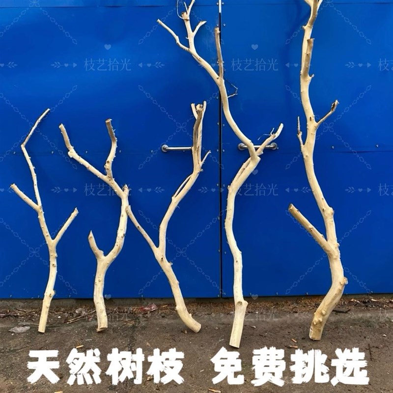 干枝枯枝去皮树干鸟架造型壁挂衣架吊顶龙骨装饰干U树枝原木杈艺