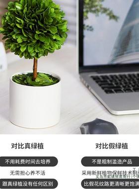 办公室小工位F9675S85桌面绿植上班绪稳定客厅宅植物摆旺件家居情