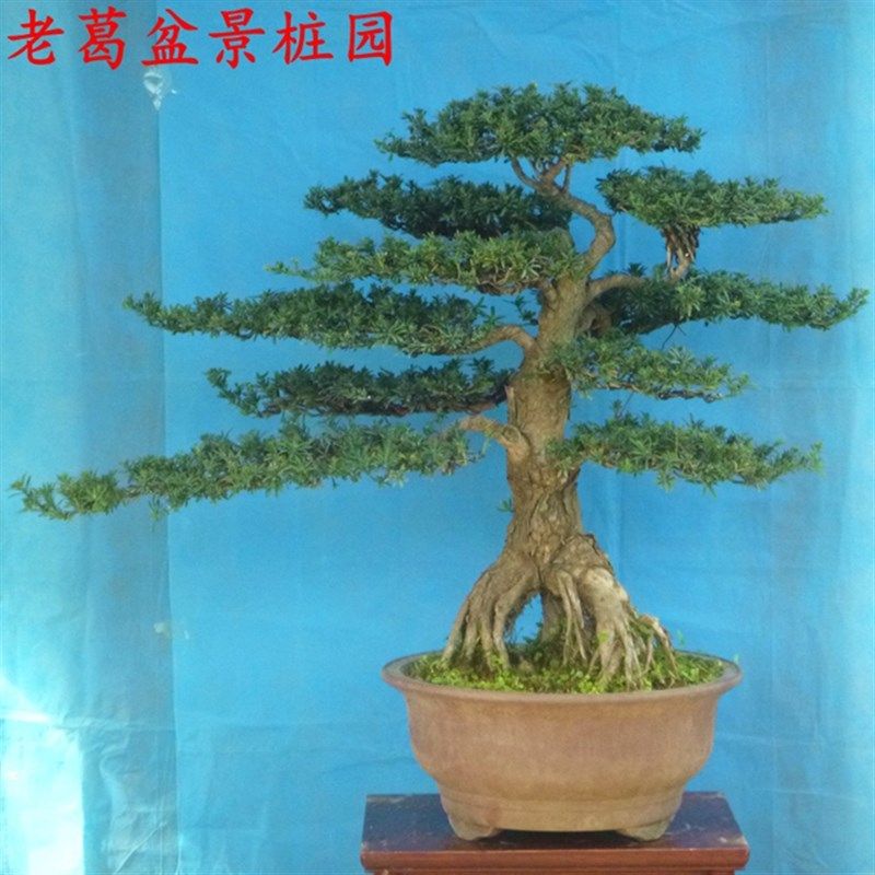 米叶罗汉松盆景造型 实物拍摄 根部好树型好,鲜花速递/花卉仿真/绿植园艺,造型盆景,淘宝优惠券,粉丝福利购,淘宝优惠卷