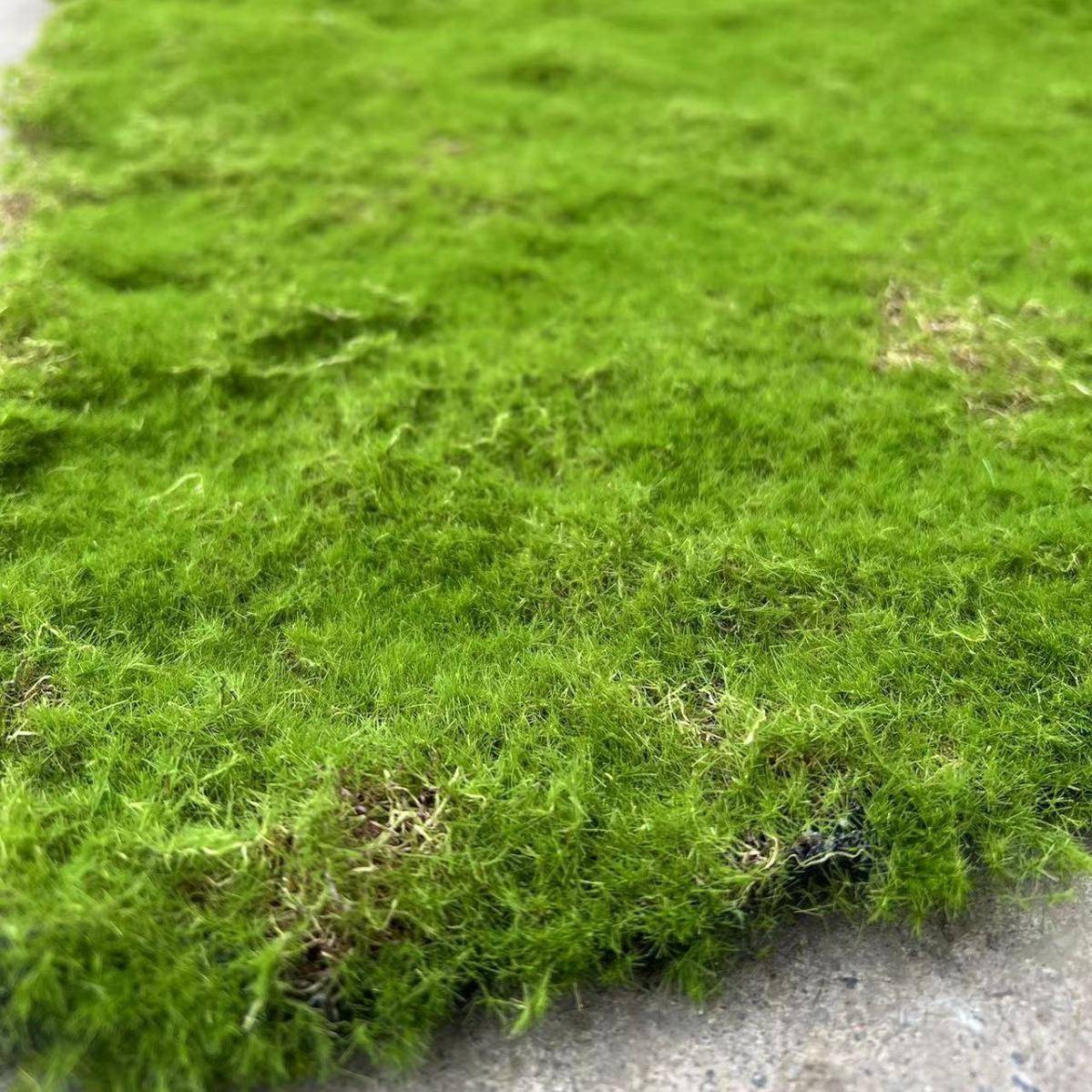 人造苔藓草皮草青苔藓假室内景观苔藓皮场景橱窗造景景观草OQG微