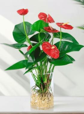 年宵花水培火鹤花鸿运当头卡利小大红色星室内净化净化空气好养绿