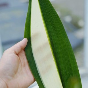 小椿日和 花叶锦叶一叶兰观叶绿植锦化植物切叶素材斑叶室内耐阴