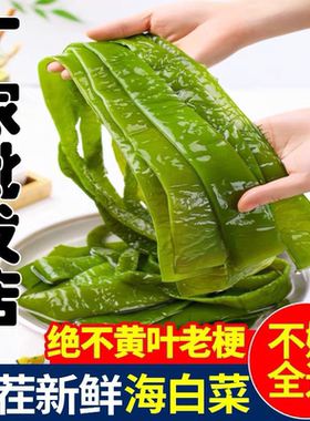 海白菜新鲜盐渍裙带菜梗段5斤