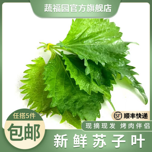 新鲜苏子叶1盒40片 大叶绿紫苏叶 韩国日料烤肉包饭蔬菜食材