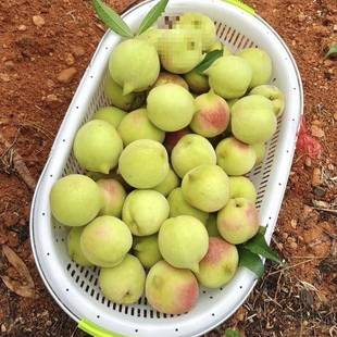 加厚大号10斤5斤2030斤装 F97S7SHT子塑料1篮采摘篮桃铁斤提手新料