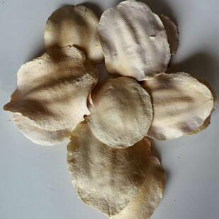 然天植物龟壳花拍照道-干饰具桌面装摆件创意diy干花材料干果