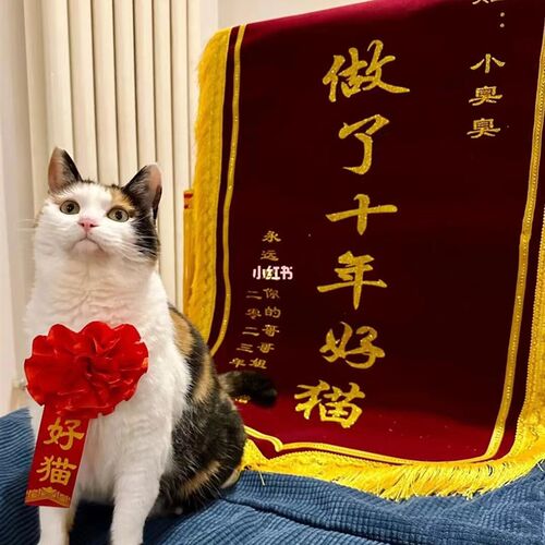 定制锦旗宠物狗宠物猫十年五年可爱纪H念留念老公老婆结婚周年锦