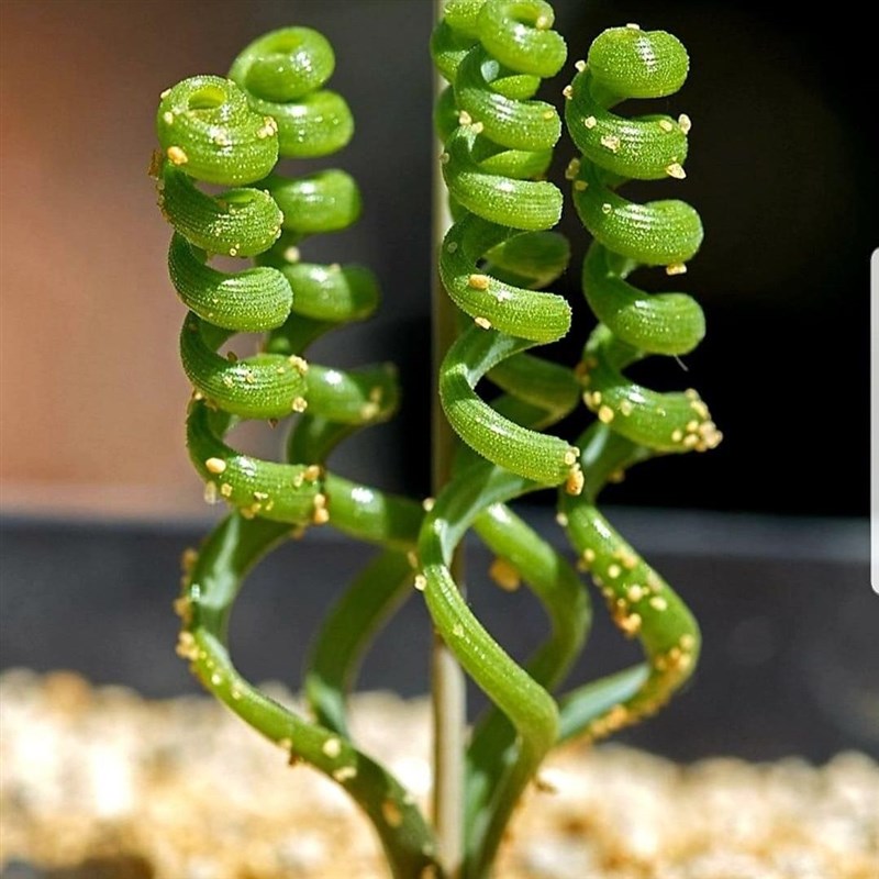 多肉植物球根植m物钢丝弹簧草实生苗0.5公分2棵装