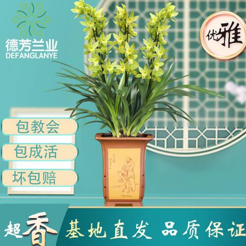 兰花大花惠兰花苗绿翡翠四季花卉植物室内花盆栽浓香墨兰好养易花