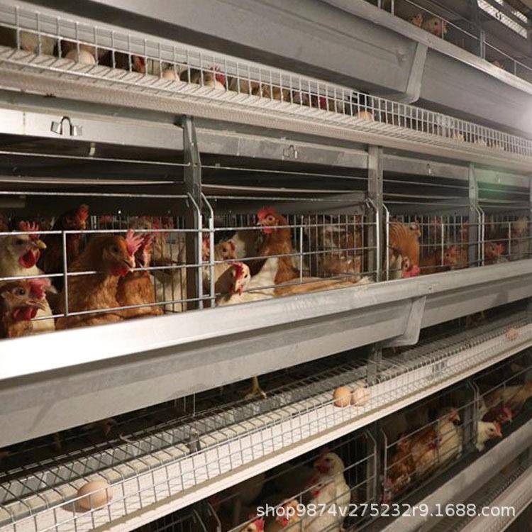 养下2000只蛋鸡需要设备自动化蛋鸡养殖设备蛋鸡养殖笼