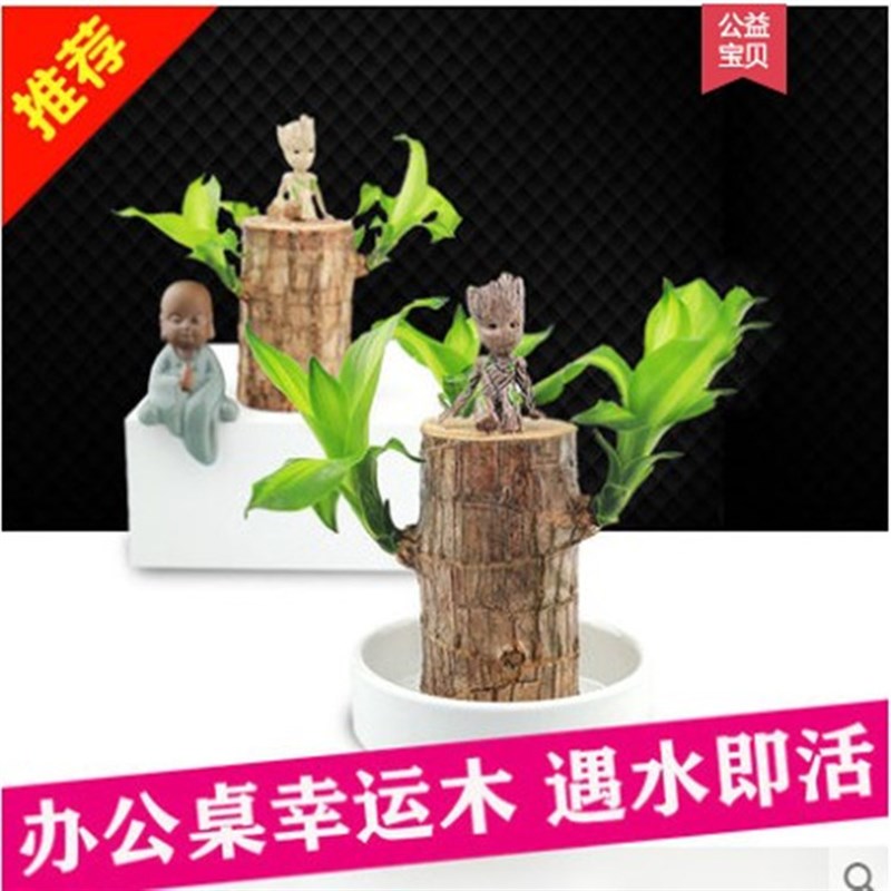 水养巴西木幸运木室内阳台办公室桌面水J培好养活绿植物小盆格鲁